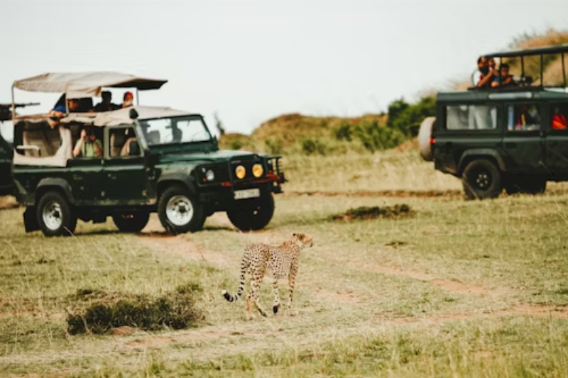Jeep Safari