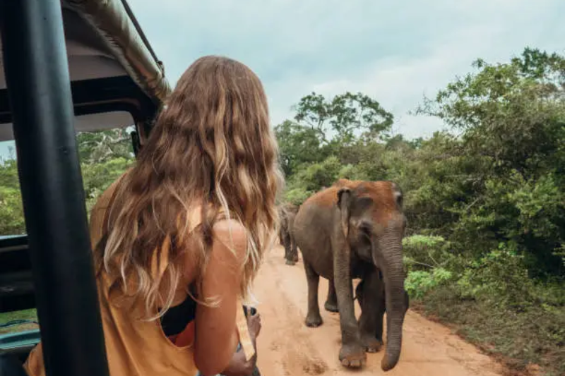 Elephant