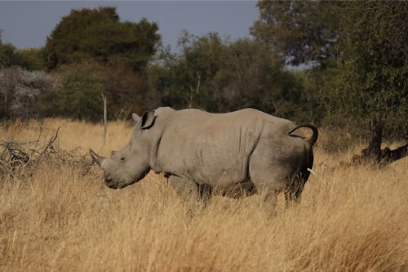 Rhino